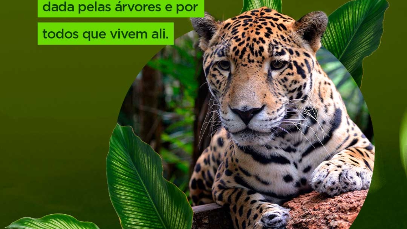 dia-da-amazonia-colegio-anglo-assis (2)