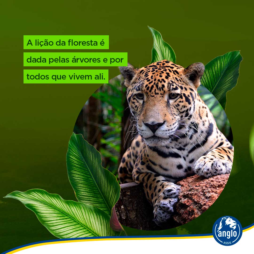 dia-da-amazonia-colegio-anglo-assis (2)